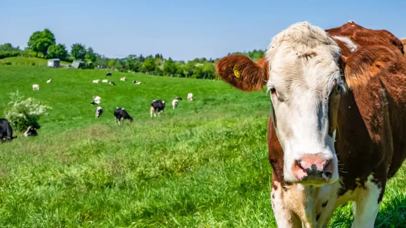 Каково текущее положение с пастереллезом в Новосибирской области