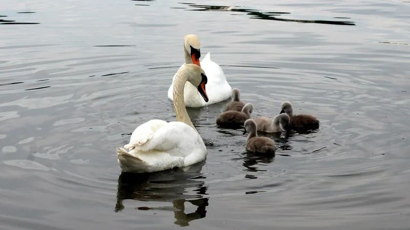 Природоохранные инспекторы Мангистау прокомментировали ситуацию с погибшими лебедями