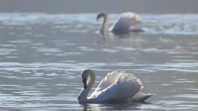 лебеди, Каспийское море, смерть лебедей, птицы, фото - Новости Zakon.kz от 25.03.2026 12:02