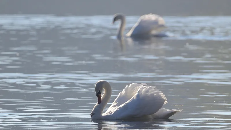 На побережье Каспия обнаружили множество мертвых лебедей