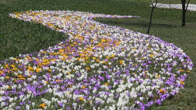 крокусы вдоль реки Есентай, фото - Новости Zakon.kz от 26.03.2026 17:05