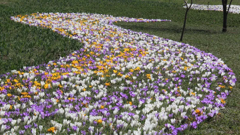 Цветочный бум в Алматы: крокусы превратили набережную Есентай в живой ковер