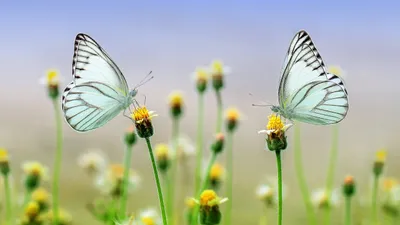 бабочки, цветы, фото - Новости Zakon.kz от 27.03.2026 11:55