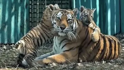 Тройня амурских тигрят в Алматинском зоопарке, фото - Новости Zakon.kz от 27.03.2026 20:49