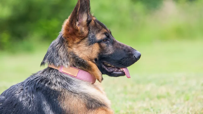 Спасибо за службу, Берта: Казнет растрогало прощальное видео кинологов с собакой