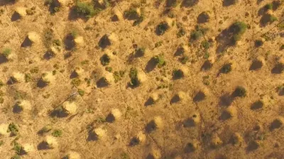 Термитник, почва, фото - Новости Zakon.kz от 29.03.2026 03:59