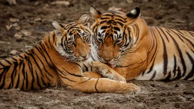 Россия передаст Казахстану четырех краснокнижных амурских тигров, фото - Новости Zakon.kz от 29.03.2026 22:51