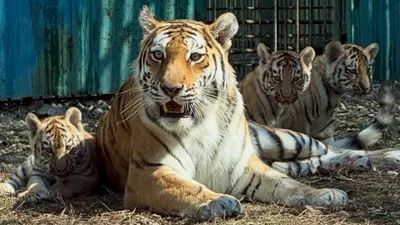 Тигрята, тигр, фото - Новости Zakon.kz от 30.03.2026 16:23