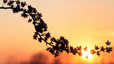 ветка, солнце, фото - Новости Zakon.kz от 30.03.2026 16:19