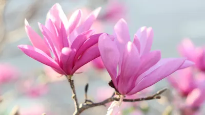 цветы, солнце, фото - Новости Zakon.kz от 30.03.2026 15:03