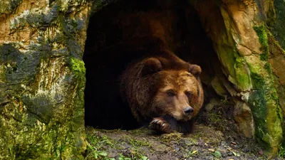 медведь, хищник, фото - Новости Zakon.kz от 30.03.2026 12:35