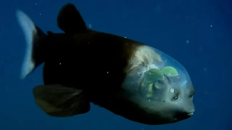 В мрачных глубинах океана нашли рыбу с уникальным зрением и "прозрачной" головой