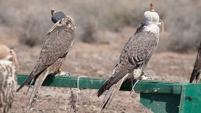 Алтын-Эмель, Алматинская область, фото - Новости Zakon.kz от 31.03.2026 11:43