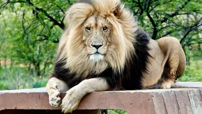 лев, хищник, фото - Новости Zakon.kz от 30.03.2026 10:51