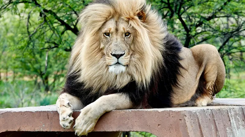 Лев устроил переполох среди посетителей: объяснение зоопарка Алматы