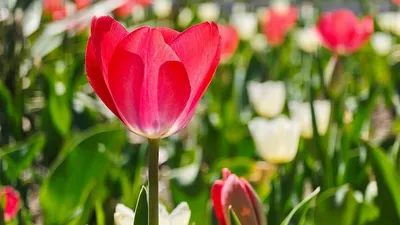 тюльпаны, цветы, фото - Новости Zakon.kz от 30.03.2026 10:07