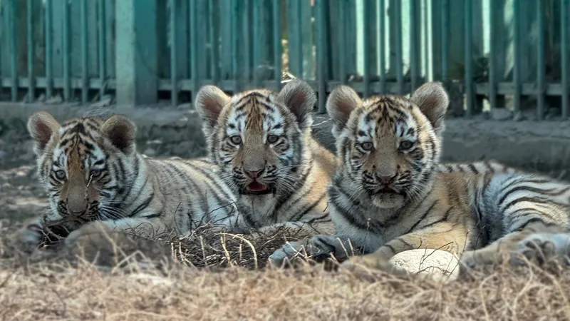 От Или до Темирлана: какие имена предложили казахстанцы алматинским тигрятам и какие в итоге выбрали