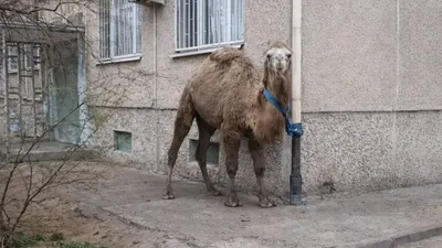 "Припаркованный" верблюд у жилого дома заметили в Актау , фото - Новости Zakon.kz от 31.03.2026 21:14