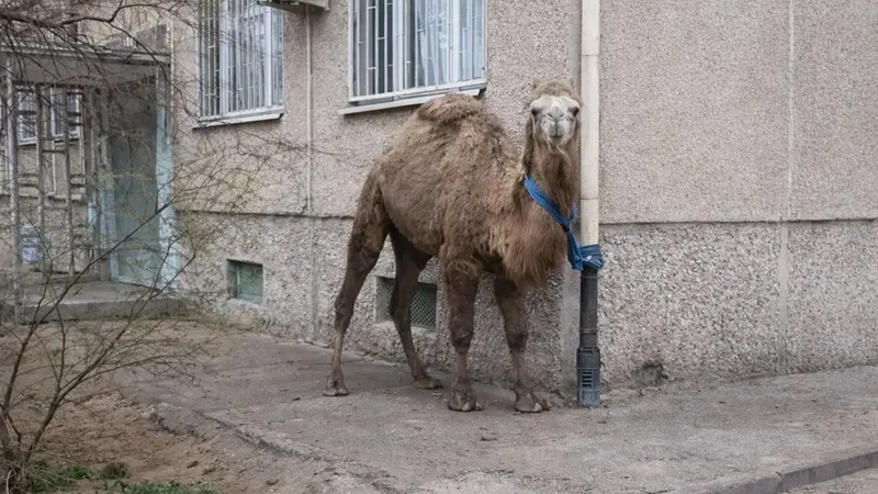 "Припаркованного" верблюда у жилого дома в Актау обсуждает Казнет
