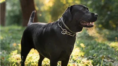 Собака-проводник спасла хозяина от смертельного тромба, фото - Новости Zakon.kz от 01.04.2026 21:20