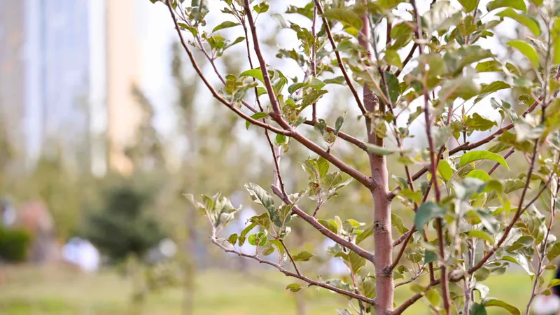В Алматы не будут изымать земельный участок для обустройства сквера