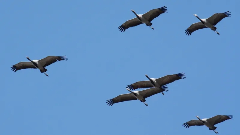 "Мир жив!": казахстанцы вновь услышали детство в пролетевших журавлях над Алматы