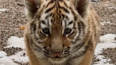 тигренок, фото - Новости Zakon.kz от 01.04.2026 19:18