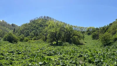 Природа, горы, фото - Новости Zakon.kz от 01.04.2026 12:43