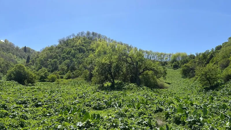 Охотники за дикоросами: какие дары природы разрешено бесплатно добыть, где и сколько