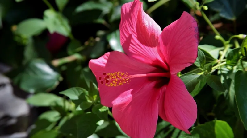 Цветок на пороге обернулся смертью младенца в Индии