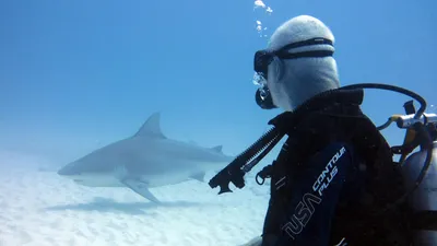 Морские обитатели, дайвер, вода, фото - Новости Zakon.kz от 02.04.2026 03:30