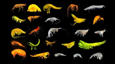 открытые в океане обитатели, фото - Новости Zakon.kz от 01.04.2026 17:13