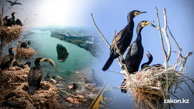 Размножение бакланов, экология, Павлодарская область, Иртыш, фото - Новости Zakon.kz от 02.04.2026 16:07
