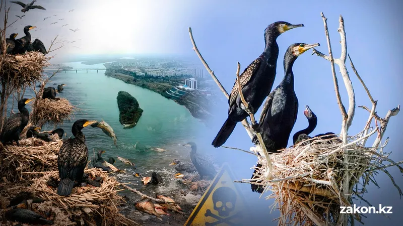 Прожорливые бакланы угрожают экосистеме в Павлодарской области – ученые