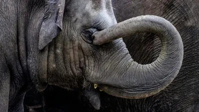 слон, животное, фото - Новости Zakon.kz от 02.04.2026 11:58