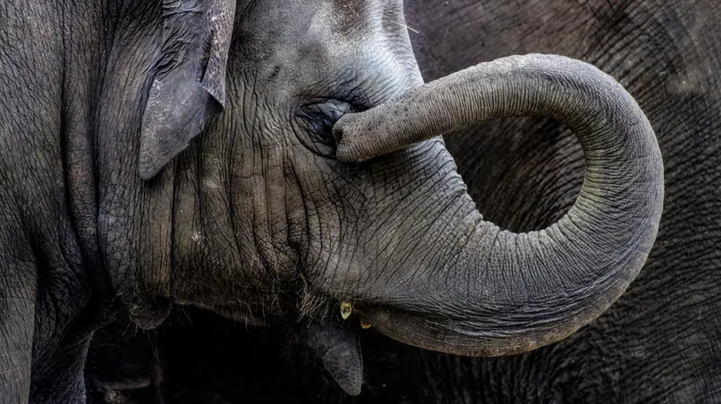 Скандальная "розовая фотосессия" россиянки закончилась смертью слона в Индии