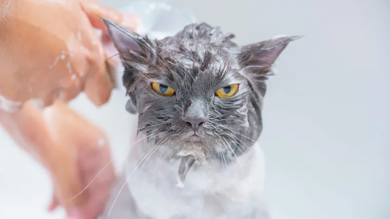 Как часто нужно мыть кошку – неожиданный ответ ветеринара