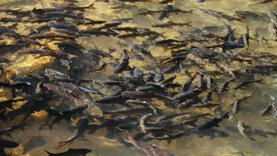 моры рыбы в СКО, фото - Новости Zakon.kz от 03.04.2026 23:12