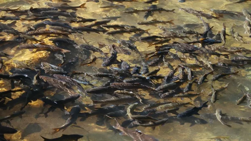 Рыба массово погибла и вмерзла в лед в Петропавловске