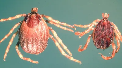 клещи-мутанты напугали казахстанцев, фото - Новости Zakon.kz от 03.04.2026 06:53