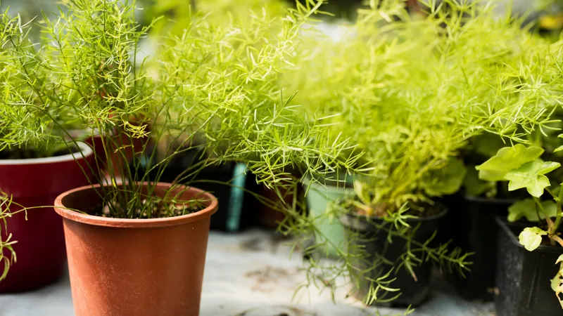 Посадил и забыл: названы неприхотливые растения для сада