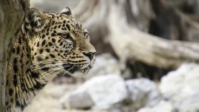 Переднеазиатский леопард, фото - Новости Zakon.kz от 04.04.2026 10:51