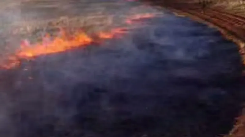 В Каркаралинском нацпарке выжигают сухостой для профилактики природных пожаров