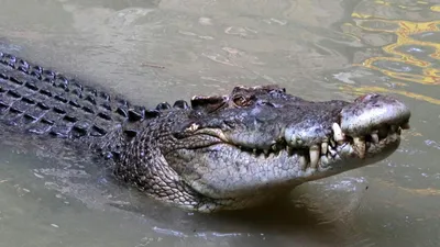 Вода, хищник, природа, фото - Новости Zakon.kz от 04.04.2026 08:38