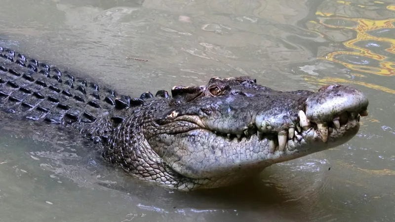 Крокодил растерзал 13-летнего мальчика на глазах его друзей