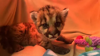котенок пумы, фото - Новости Zakon.kz от 05.04.2026 14:20