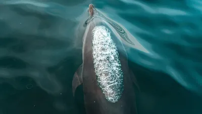 Дельфин, вода, сон, фото - Новости Zakon.kz от 05.04.2026 08:40