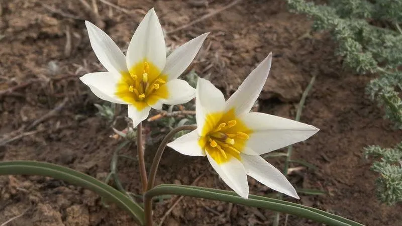 В Приаральских степях зацвели тюльпан Борщова и двухцветковый
