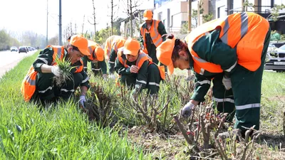 Высадка зеленых насаждений, фото - Новости Zakon.kz от 06.04.2026 11:43