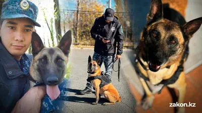 Как Берте живется на пенсии: продолжение истории со служебной собакой, облетевшая Казнет, фото - Новости Zakon.kz от 06.04.2026 17:33